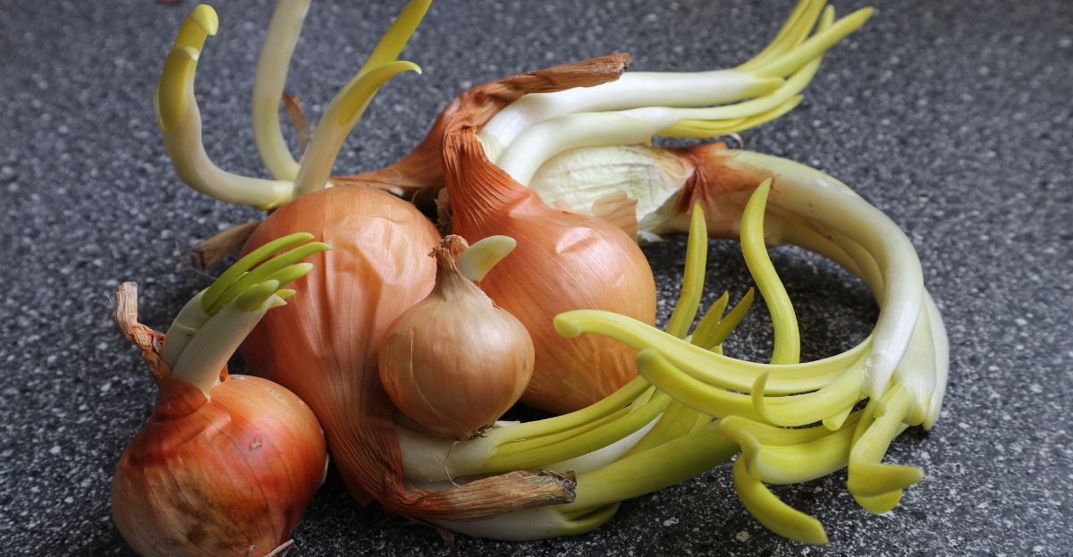 Sprouted onions